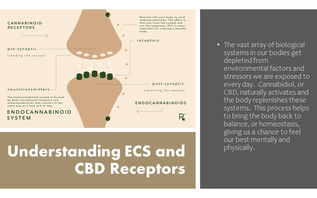 The Endocannabinoid System Explained