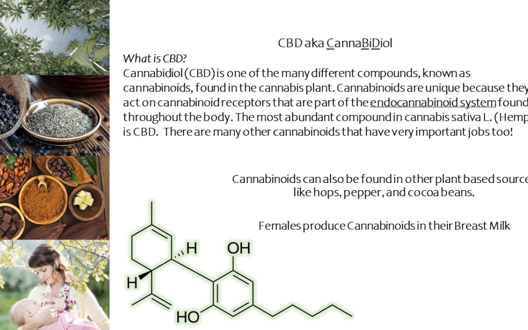 What is CBD – broken down